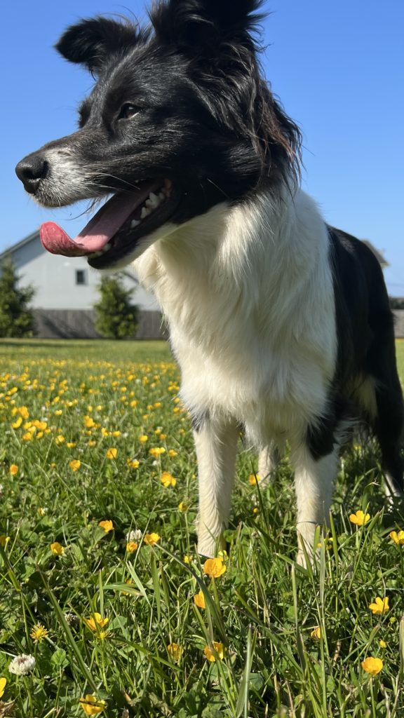 A cute dog in a field of buttercups