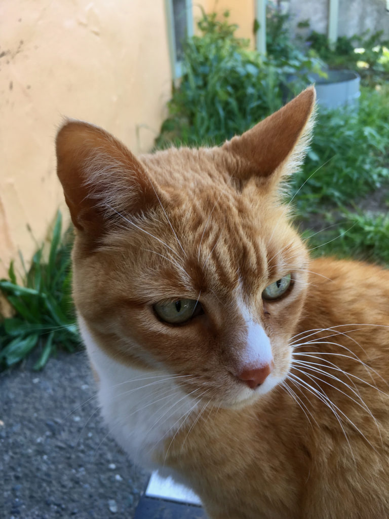 Gina, an orange cat