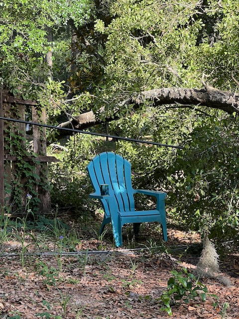 A chair under the big branch with dangling power lines