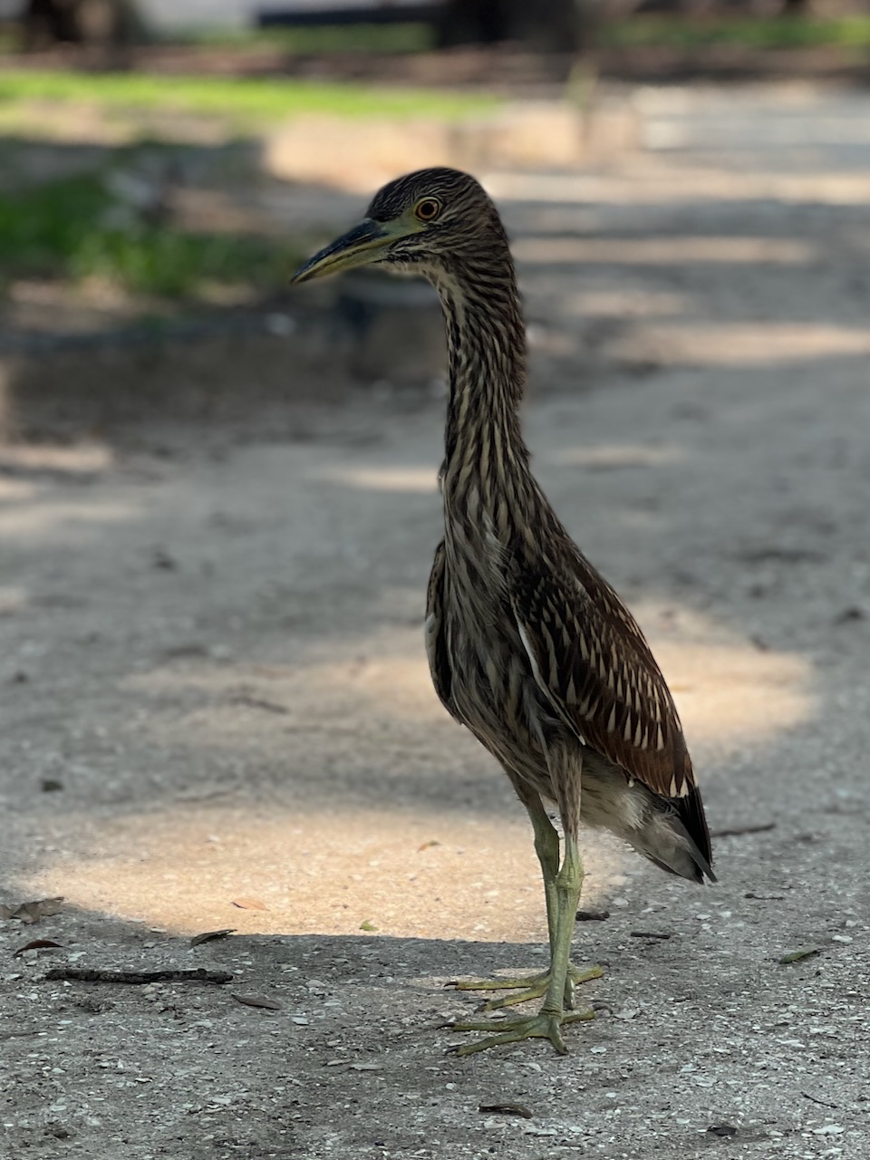 a young night heron