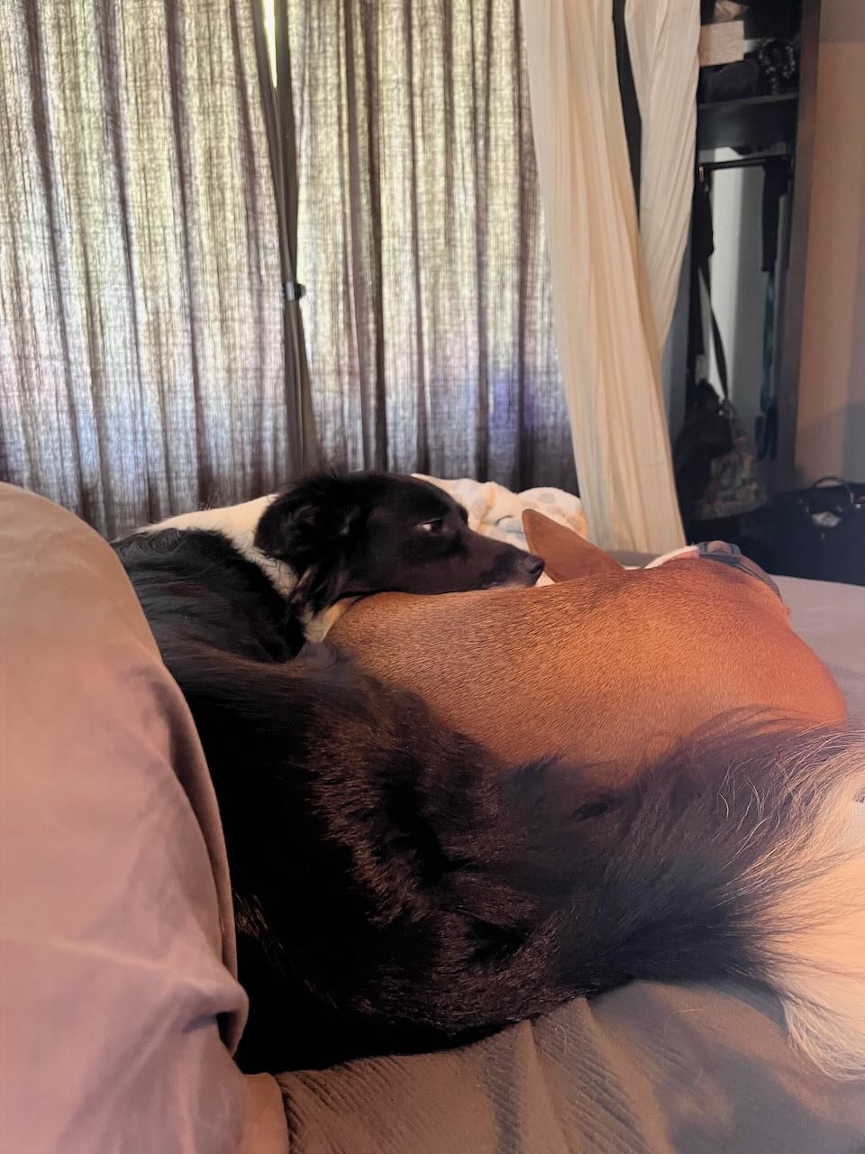 two dogs, curled up together