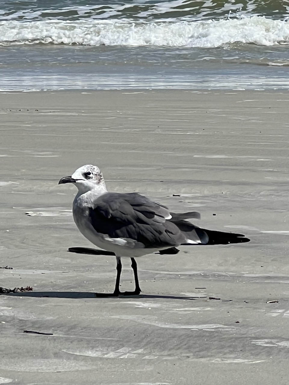 a seagull with attitude