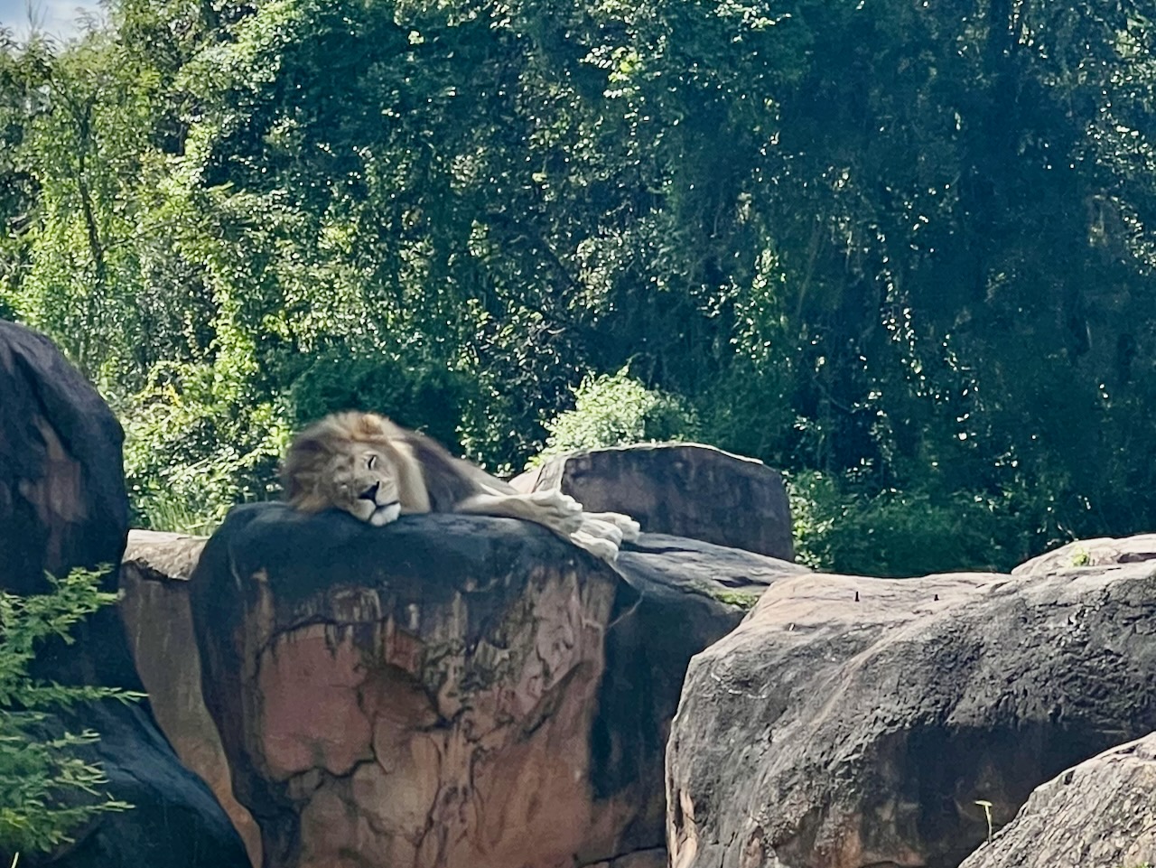 sleeping lion