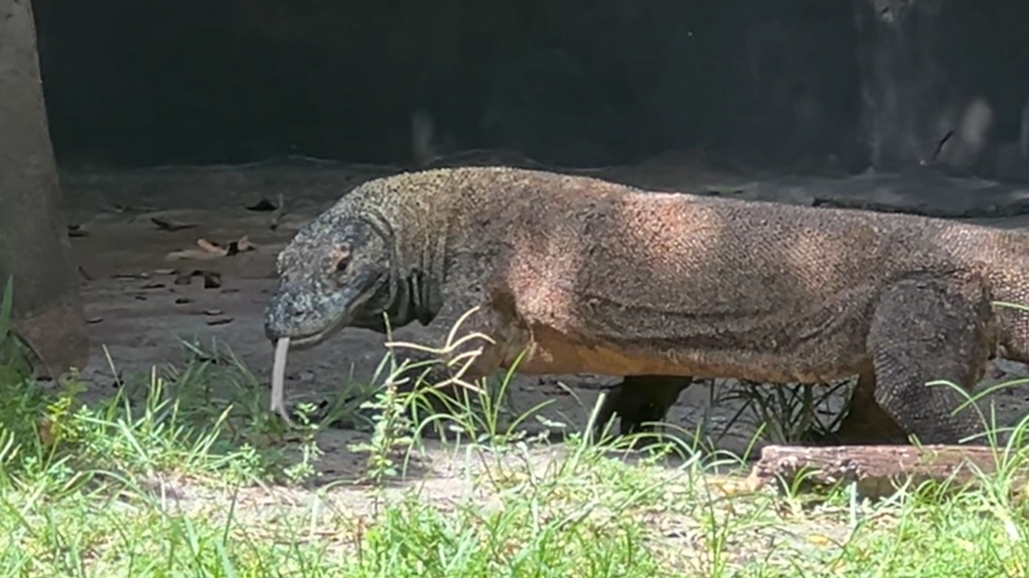 komodo dragon