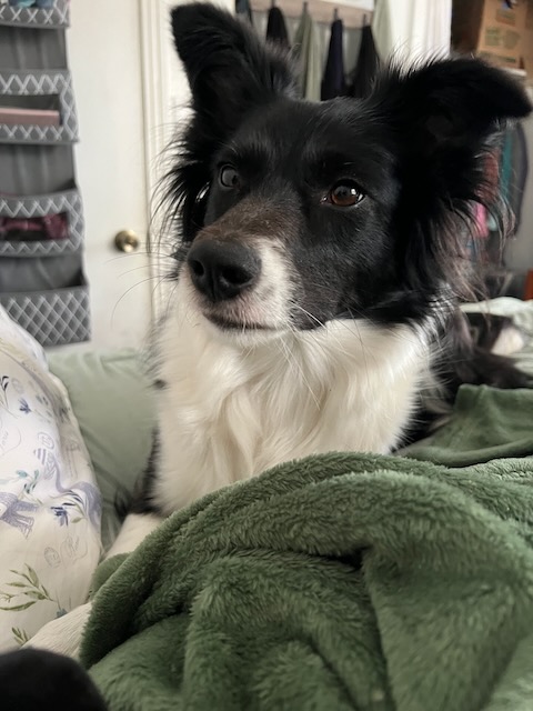 an expectant dog, ears up