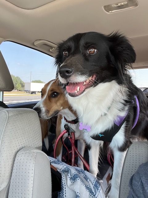alert dogs in car