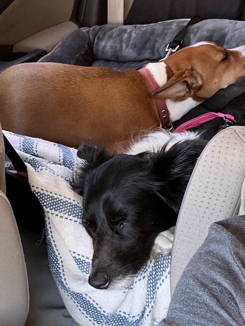 sleeping dogs in car