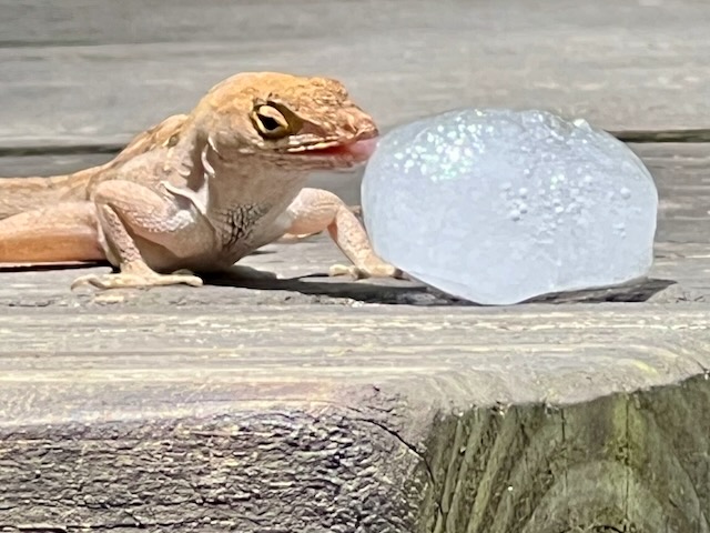 a lizard licking an ice cube